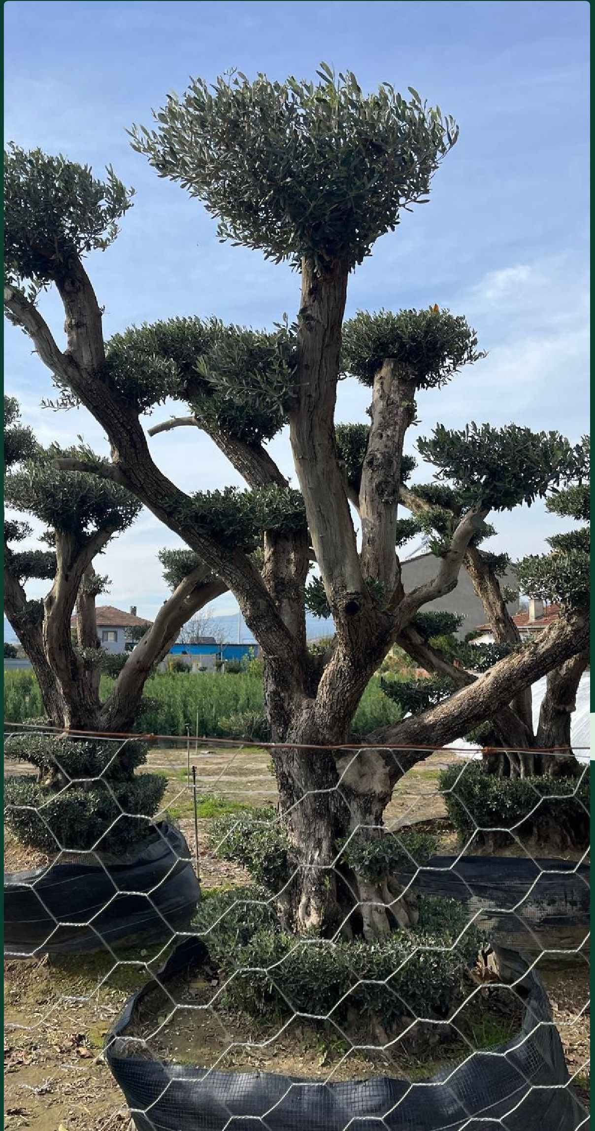Üretim sahasında olgun formlu zeytin ağacı