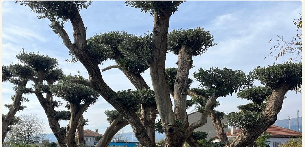 Üretim sahasında formlu zeytin ağaçları