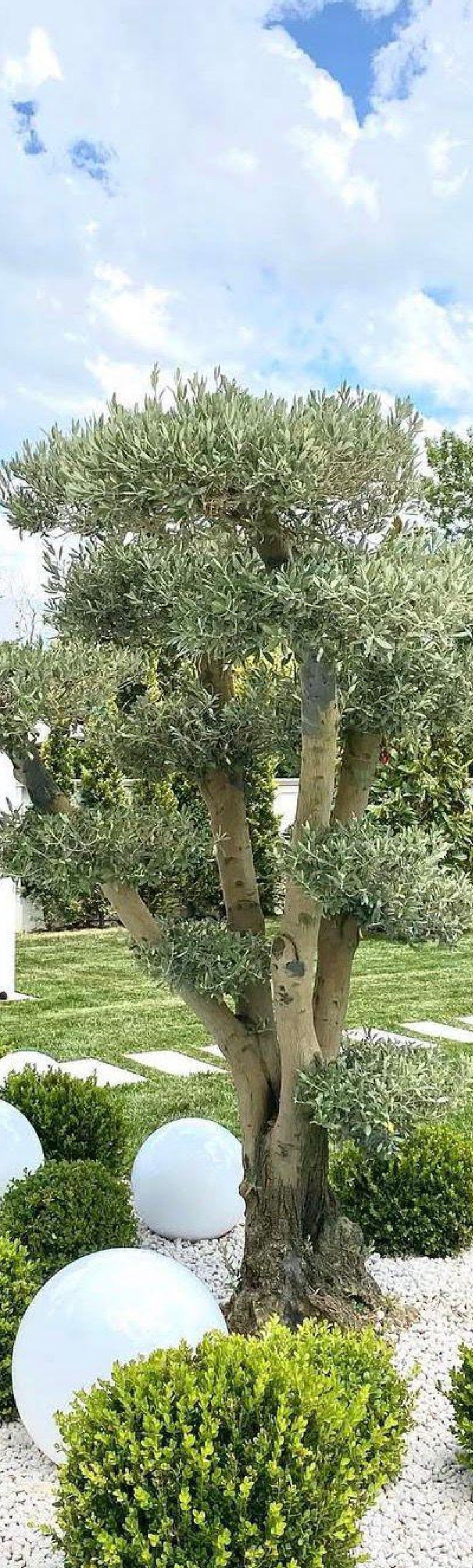 Villa bahçesinde budanmış formlu zeytin ağacı ve top şimşirler